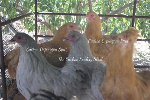 Cuckoo Light Brahma Buff Lavender Orpington Rhode Island Barred Rock 6 Egg  ❤️eb - International Society of Hypertension
